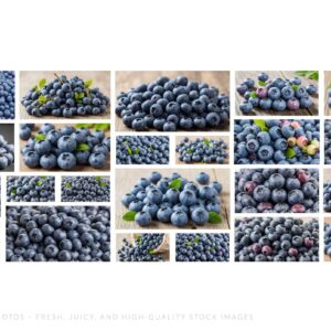 56 Blueberry Photos – Fresh, Juicy, and High-Quality Stock Images