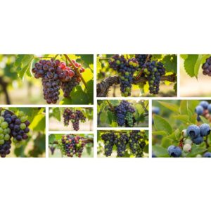 87 Grape Slice Stock Photos – Fresh Fruit Texture Collection